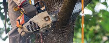 Best Fruit Tree Pruning  in Hugo, MN