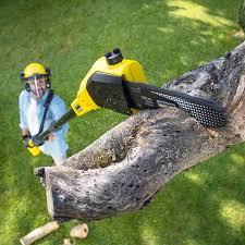 Best Tree and Shrub Care  in Hugo, MN