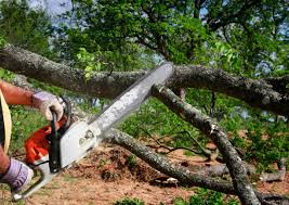 How Our Tree Care Process Works  in  Hugo, MN