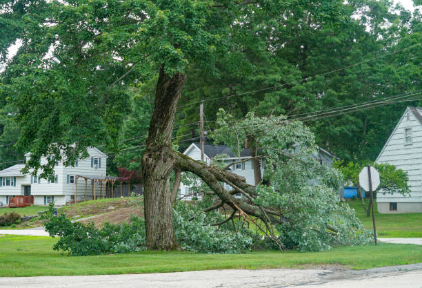 Best Lawn Mowing  in Hugo, MN