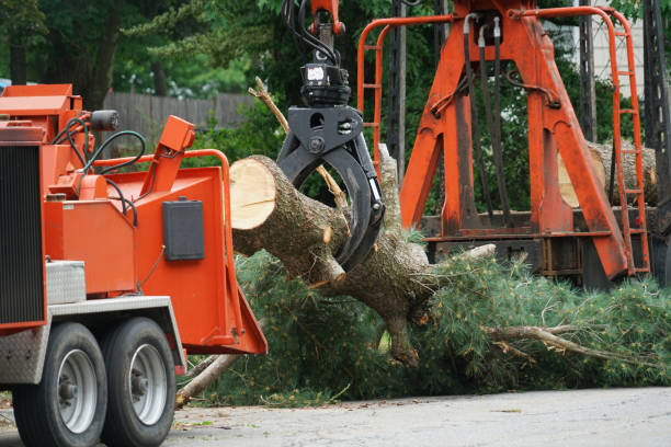 Lawn Drainage Solutions in Hugo, MN