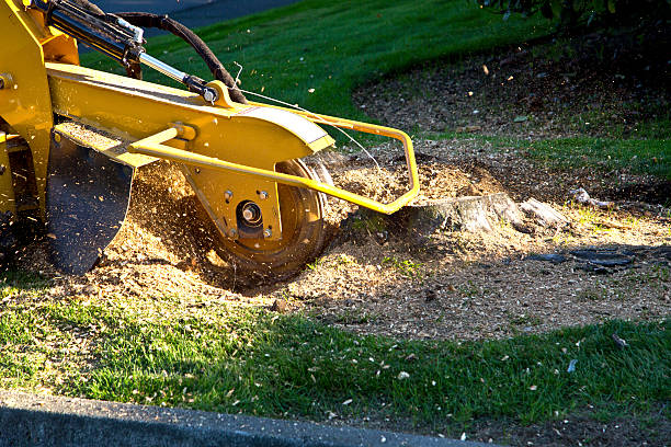 Best Palm Tree Trimming  in Hugo, MN