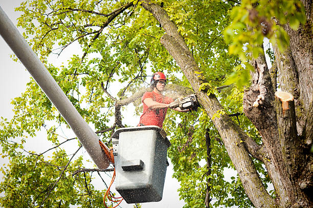 Best Tree Trimming and Pruning  in Hugo, MN